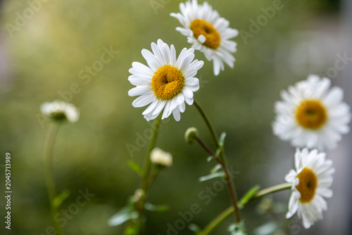 Obraz na płótnie Nahaufnahme weißer Margeriten mit weichem Bokeh im Sommergarten