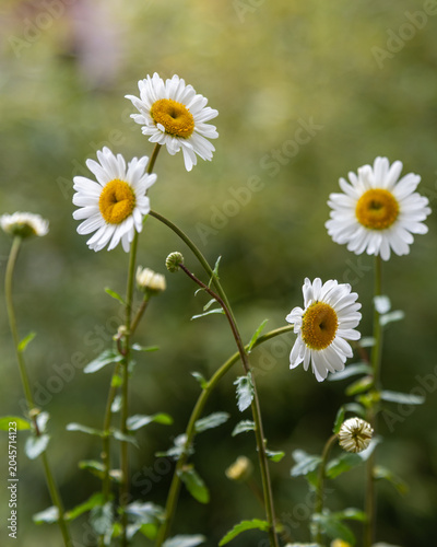 Obraz na płótnie Nahaufnahme weißer Margeriten mit weichem Bokeh im Sommergarten