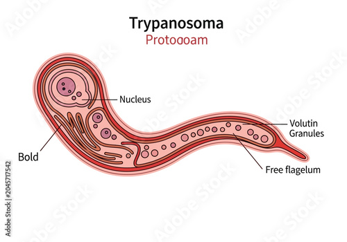 Konstfotografi Trypanosoma Protozoan Parasite Diagram - Scientific Illustration of Kinetoplasti