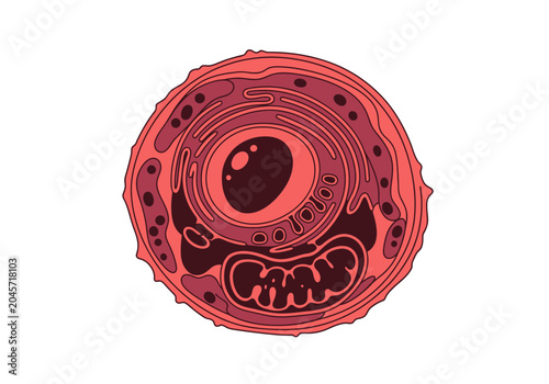 Foto Stylized Biological Cell Anatomy Illustration with Organelles