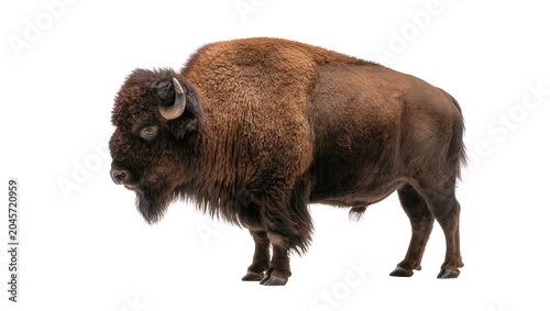 Fotografía American Bison with shaggy brown fur and horns
