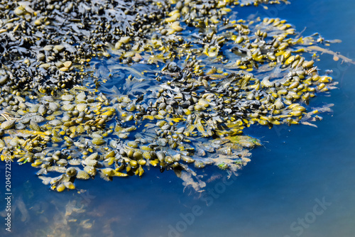 Konstfotografi Algues avec eau de la mer sombre