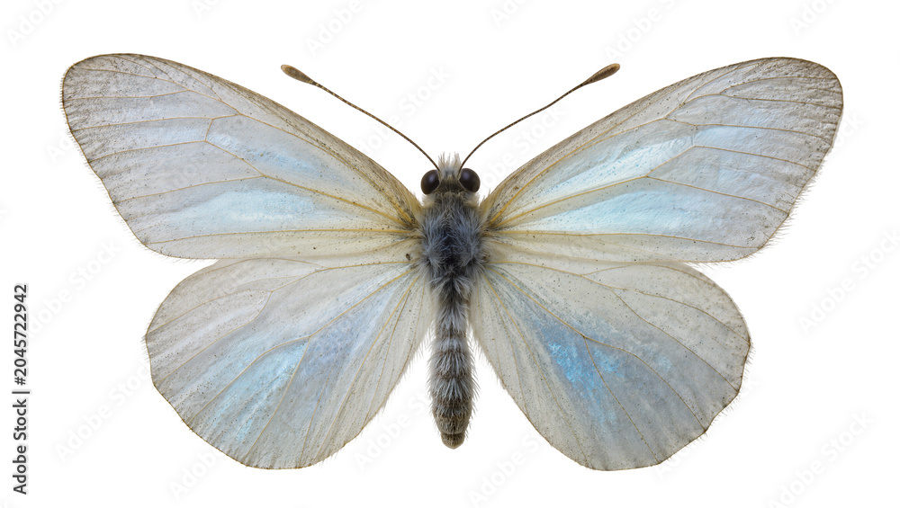 Naklejka premium Delicate white butterfly with iridescent blue wing markings