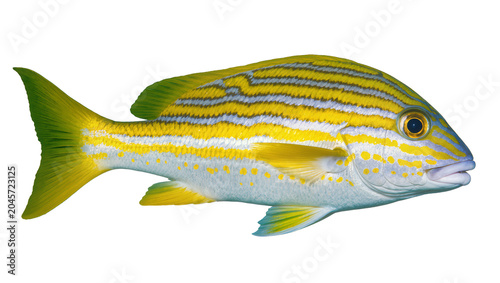 Obraz na płótnie Yellow striped snapper fish with blue and white stripes
