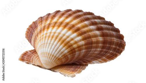 Schilderij op canvas Scallop Shell with Ribbed Texture and Orange-Brown Stripes
