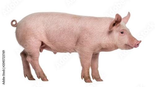 Konstfotografi Pink pig standing profile view