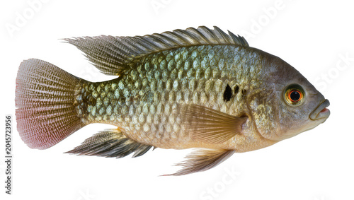 Фотография Freshwater fish with patterned scales and orange eye