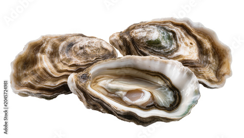 Foto Three fresh oysters, one opened showing glistening meat