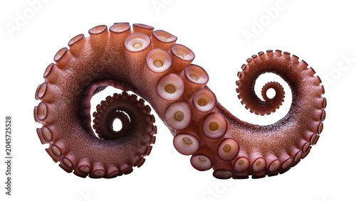 Photos Octopus Tentacle with Suckers Curled