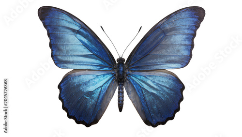 Photos Blue Morpho butterfly with iridescent wings