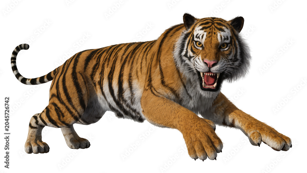 Obraz premium Tiger roaring with open mouth and sharp teeth, full body