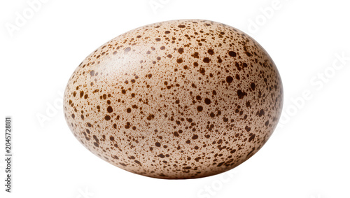 Quadro su tela Speckled bird egg with brown spots on light beige shell