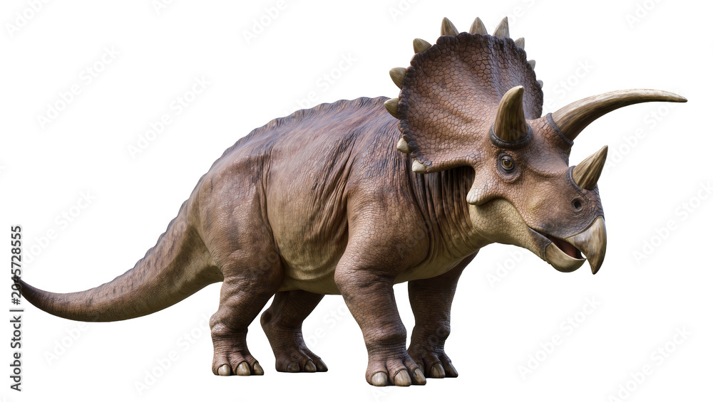 Fototapeta premium Triceratops dinosaur with three horns and frill