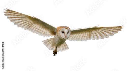 Barn owl with wings spread wide, flying gracefully isolated on transparent background