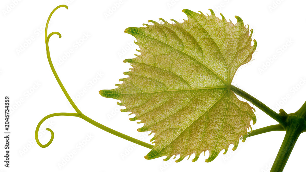 Fototapeta premium Young green grape leaf with tendril, isolated on transparent background