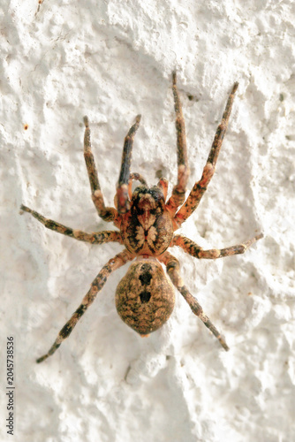 Photos Une grosse araignée européenne