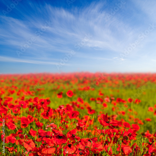 wide red poppy flowers among green prairie under blue cloudy sky