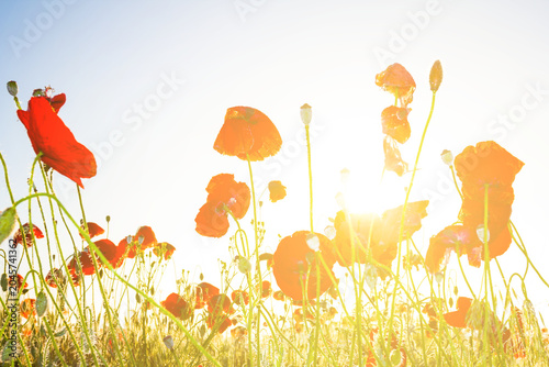 heap of  red poppy flowers in light of sparkle sun