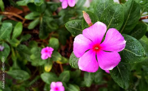 Caranthus roseus better known as the madagascar periwinkle or tapak dara. It's roots, flowers, leaves and stems can be used as natural medicine. Rain wets the flowers.