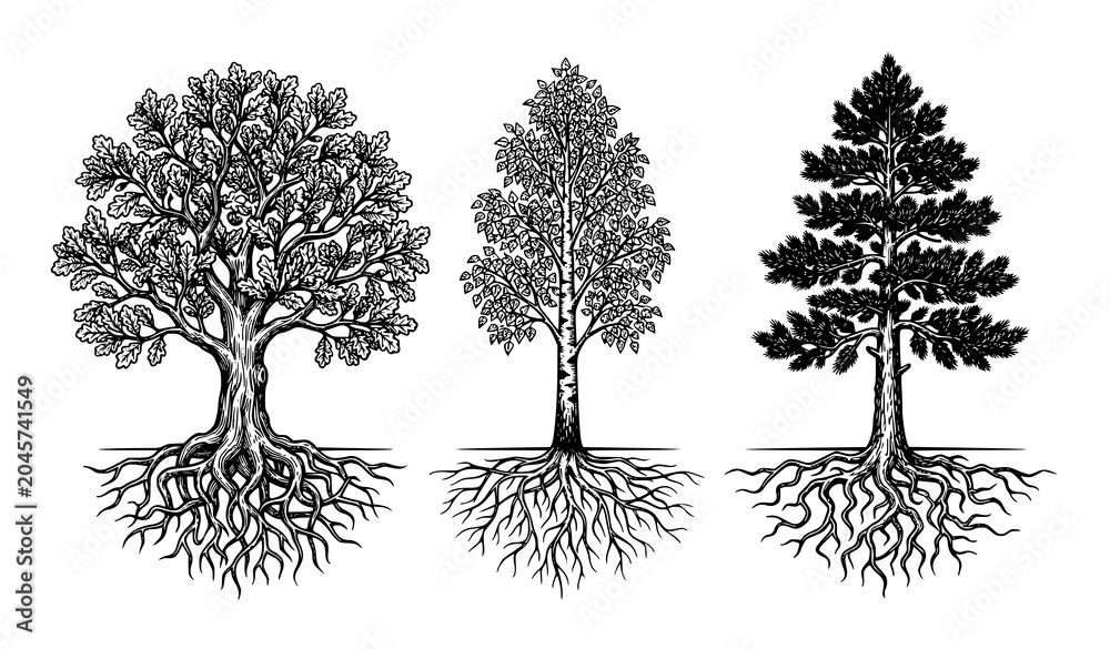 Fototapeta premium Tree Collection with Detailed Roots Black White Vector Illustration