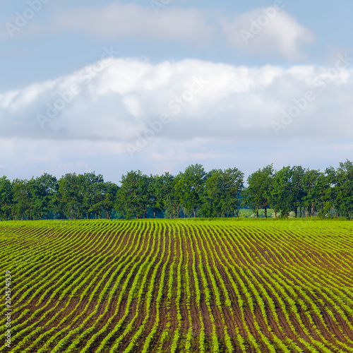 wide summer field with growing plants under a blue cloudy sky