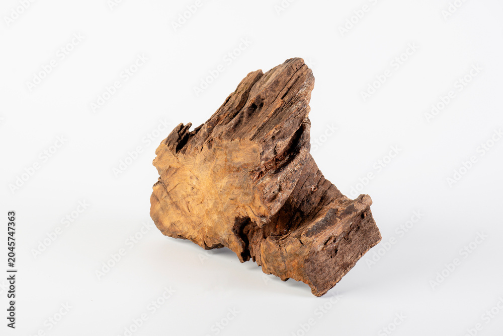 Obraz premium Tree bark piece, Bark of tree,old wooden isolated on white, top view 