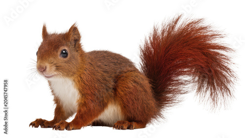 Fotografi Red squirrel with bushy tail sitting on white