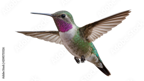 Vászonkép Hummingbird with iridescent green plumage and purple throat in flight