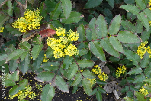 Foto Buds and yellow flowers of Berberis aquifolium in April