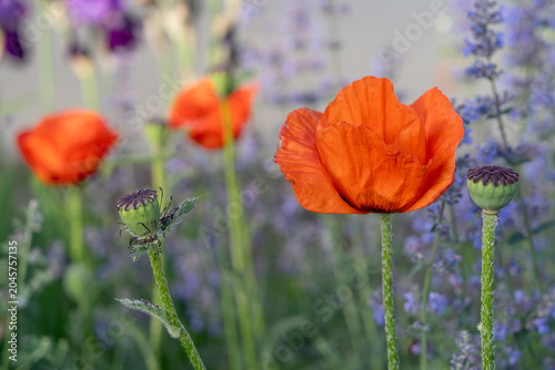 Single vibrant orange poppy flower blooming among soft purple lavender blossoms in a summer
garden. Selective focus, dreamy bokeh background, natural light, colorful floral composition.