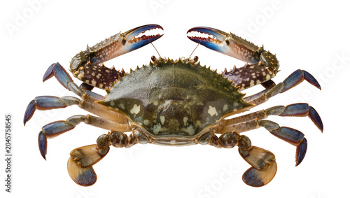 Fényképezés Blue crab with sharp claws and segmented legs on white