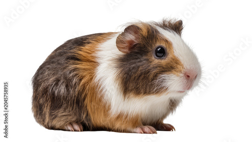 Canvastavla Tri-colored guinea pig with fluffy fur and dark eyes
