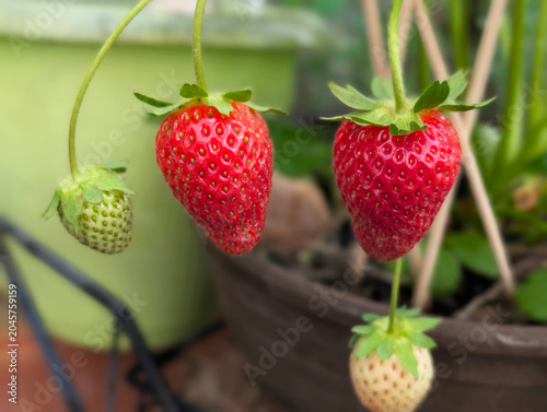 Erdbeere, BIO, Beere, lecker, Frucht, Garten