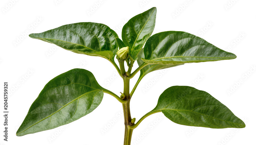 Fototapeta premium Green pepper plant sprout with unopened flower bud and leaves
