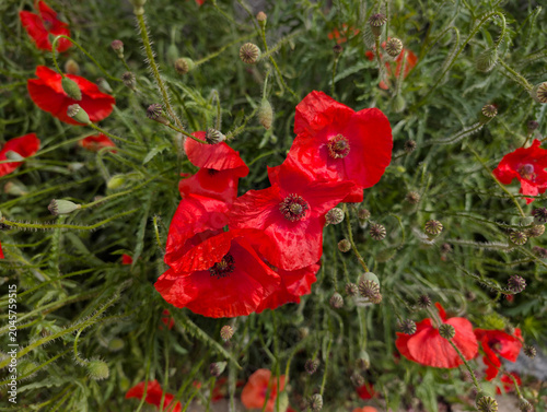 Mohnblumen, Blüten, Pflanzen, Natur, schön
