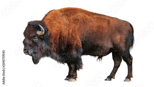 Cuadro en lienzo American Bison with shaggy brown fur and horns