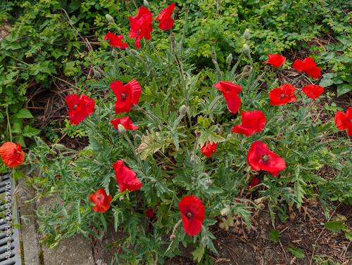 Mohnblumen, Blüten, Pflanzen, Natur, schön