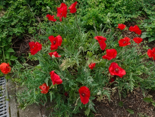 Mohnblumen, Blüten, Pflanzen, Natur, schön