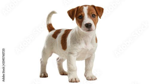 Obraz na plátně Jack Russell Terrier puppy standing, white and brown coat