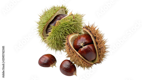 Foto Fresh wild horse chestnuts in prickly shell isolated on transparent background c