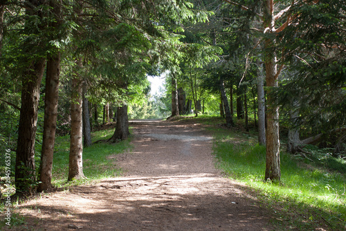sentiero di bosco di montagna in primavera