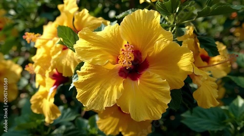 Vibrant yellow hibiscus flower blooming in a lush garden