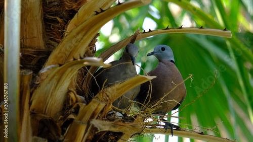 Fotografia two red collared doves nestled together on a makeshift nest among the thorny fronds of a palm tree