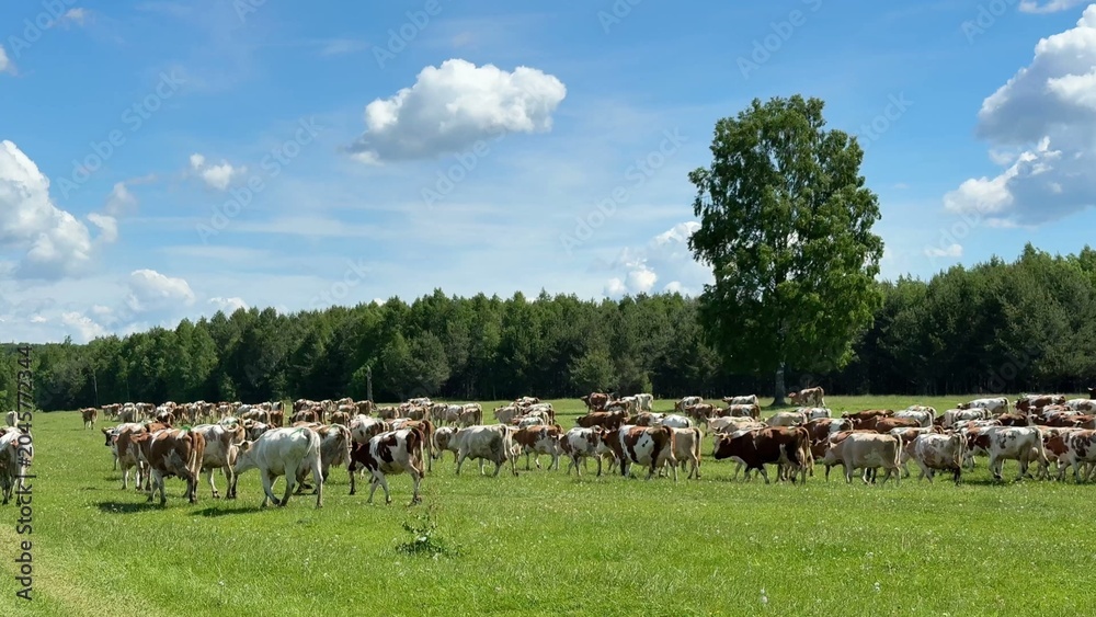 Obraz premium Herd of dairy cows grazing on lush green pasture under bright blue sky with scattered clouds