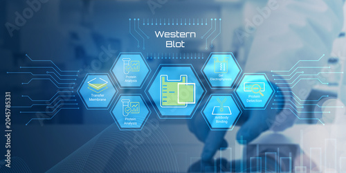 Tableau sur toile Modern digital illustration showing western blot process steps with protein anal