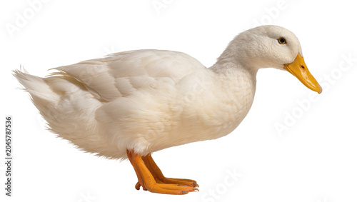 Quadro su tela White duck with yellow beak and orange legs, isolated on transparent background