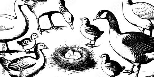 Fotografija Geese and Goslings in a Nest with Eggs, Illustrated in a Detailed Black and Whit