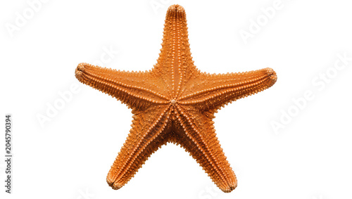 Obraz na plátne Orange starfish with five arms detailed texture, isolated on transparent backgro