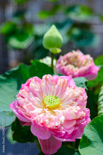Close up of a beautiful blooming pink lotus flower with green pod and yellow pollen under bright afternoon sunlight
