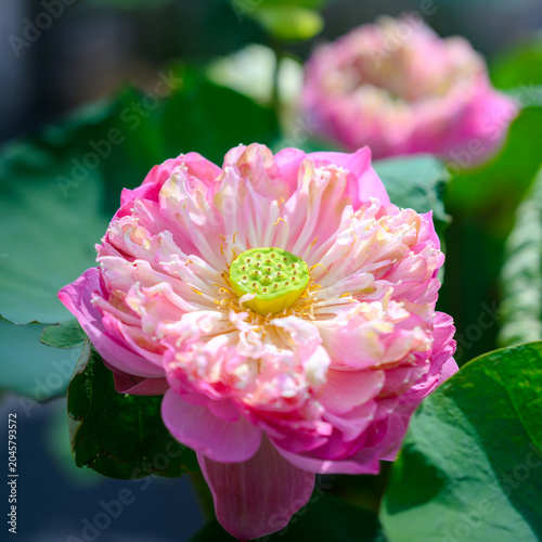 Close up of a beautiful blooming pink lotus flower with green pod and yellow pollen under bright afternoon sunlight